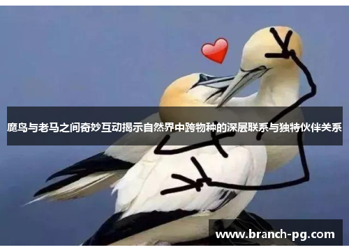 魔鸟与老马之间奇妙互动揭示自然界中跨物种的深层联系与独特伙伴关系
